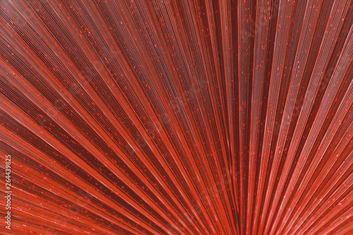 Close up of Vivid Red Tropical Palm Leaf Texture.