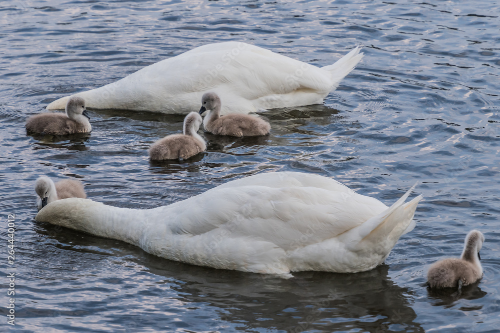 Naklejka premium Schwerin