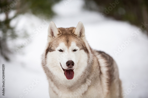 Free, cute and happy Siberian Husky dog standing on the snow path in the winter forest