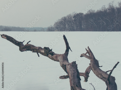 Dead wood in the snow