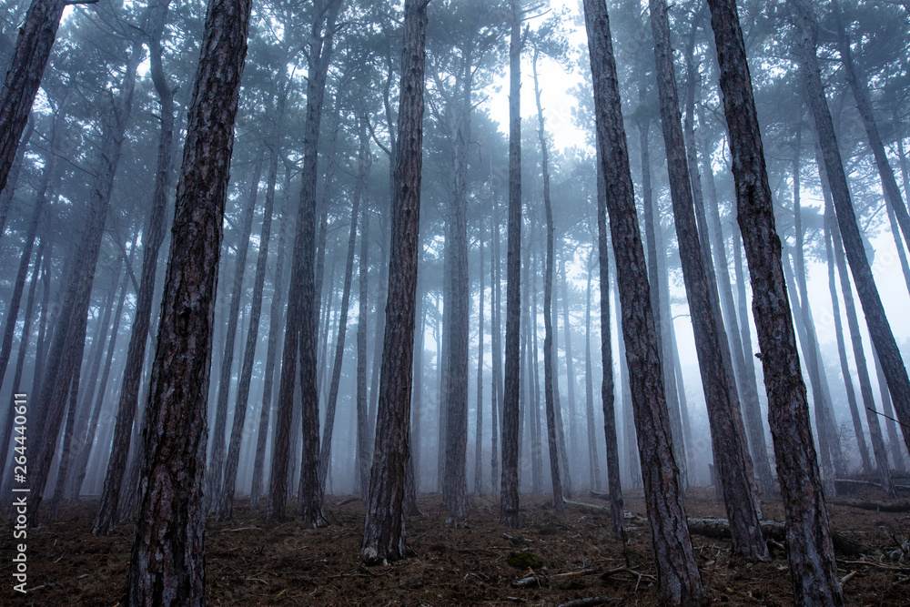 Obraz premium autumn forest in the mist