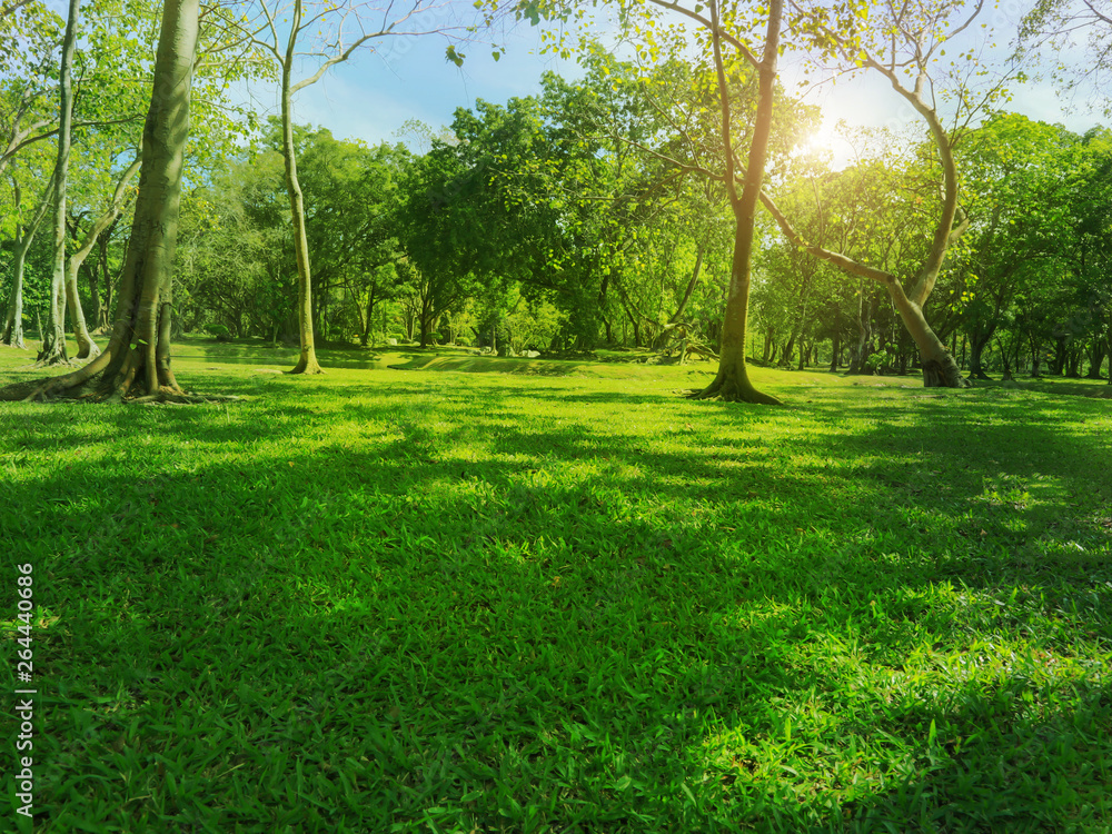 Green trees and Beautiful meadow in the park with morning sky. Green trees and Beautiful meadow in the park with morning sky.