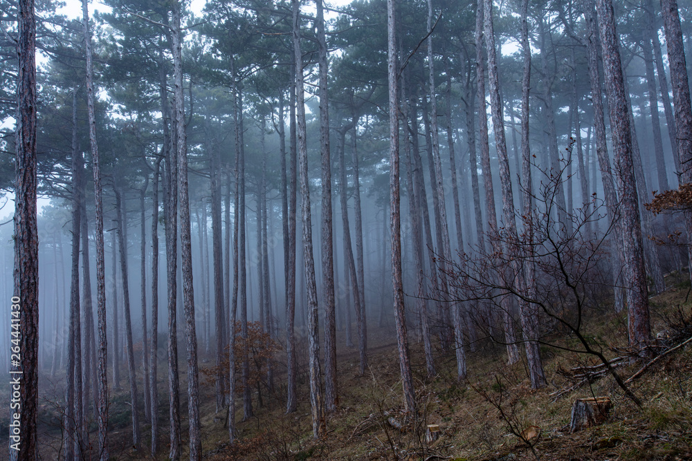 Obraz premium misty forest background 