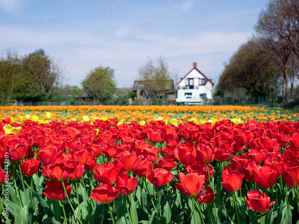 colorful tulip field in the netherlands under blue sky on beautiful day in spring colorful tulip field in the netherlands under blue sky on beautiful day in spring