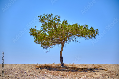 Lonely tree against the blue sky in Greece