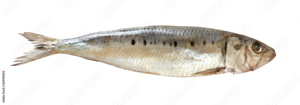 Far Eastern sardine Ivasi herring fish one isolated on white background with clipping path. Far Eastern sardine Ivasi herring fish one isolated on white background with clipping path.