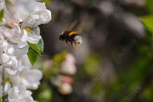 bee on flower © julian