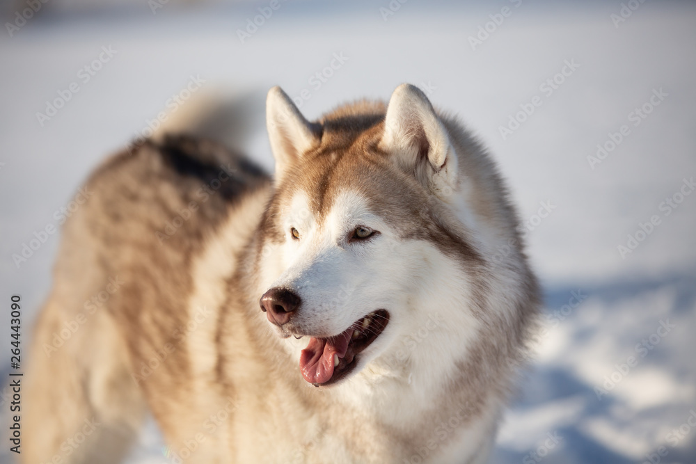 Beautiful, free and happy siberian Husky dog sitting on the snow in winter forest on sunny day