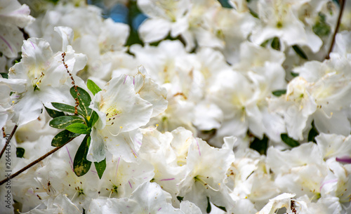 A close up of a white azalea bush © Karyn