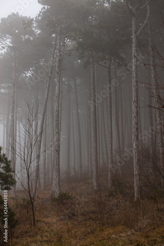 autumn forest in the mist