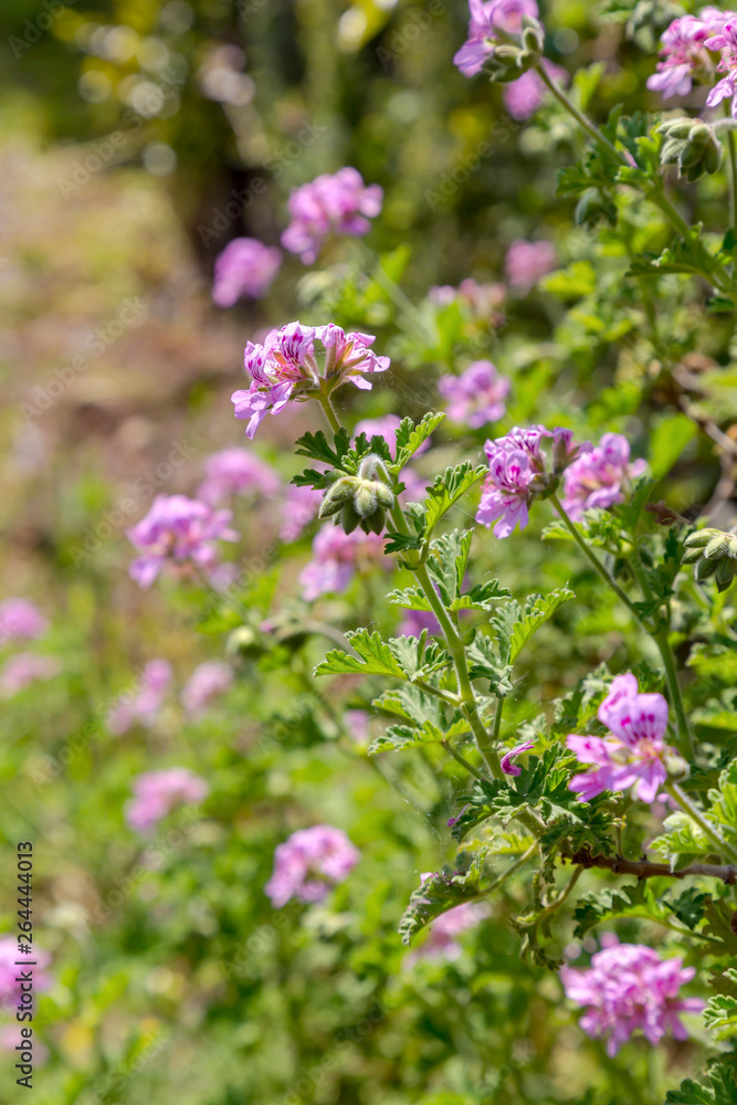 Ornamental plant (Pelargonium graveolens) with lilac flowers grows in the garden Ornamental plant (Pelargonium graveolens) with lilac flowers grows in the garden
