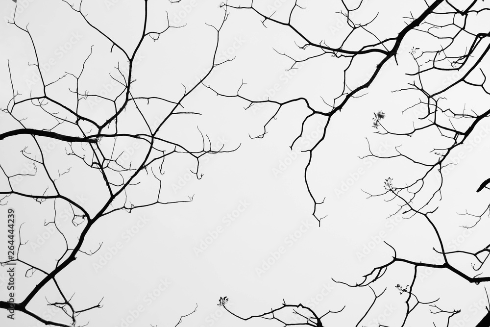 Obraz premium Bare tree branches - monochrome