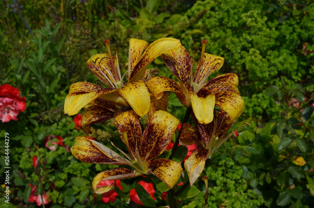 Fototapeta premium Close up of a group of yellow orange lily flowers in full bloom in soft focus in a garden in a sunny spring day, lilies or lilium flowers