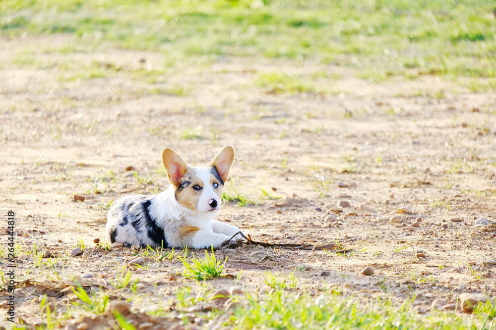 Cute Corgi puppy dog with ears up lays in nature on sunny spring day.