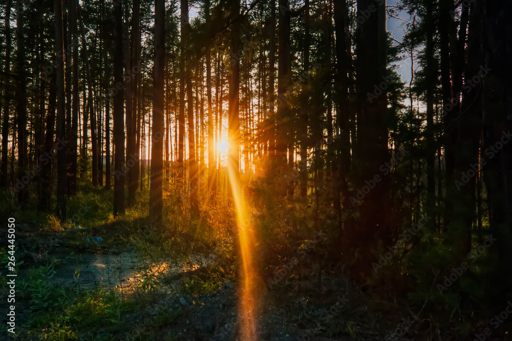 Obraz premium The sun's rays make their way through the branches.