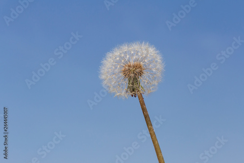 close up of blowball against blue sky