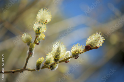 Blooming willow with yellow chickens on the branches