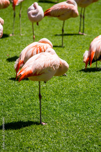 resting flamingo in foreground and other flamingo birds around