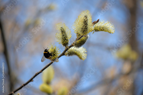 Blooming willow with yellow chickens on the branches