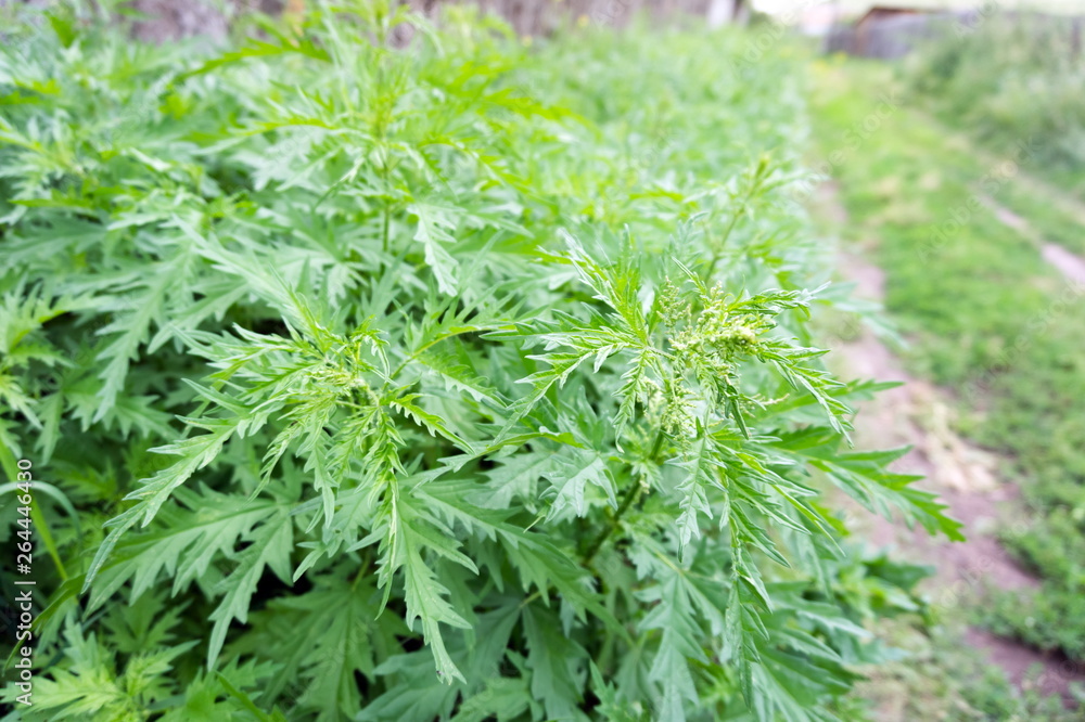 Ταπετσαρία Nettle grass (Latin Urtica cannabina) grows luxuriantly on the side of the rural road in the village in summer