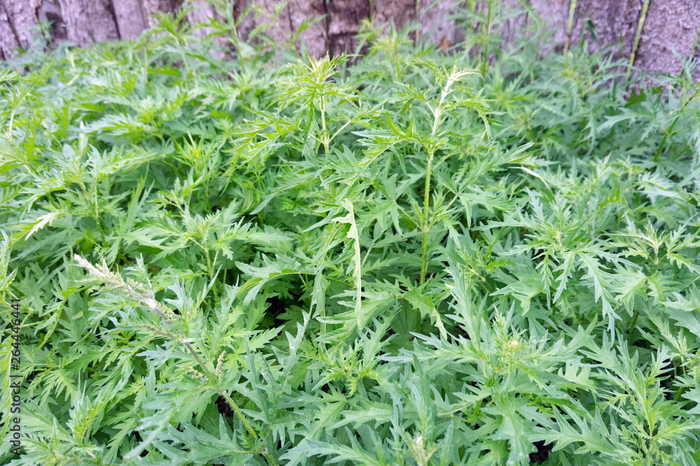 Φωτογραφία The Nettle herb (Latin Urtica cannabina) grows against the background of a wooden fence in the village in the summer