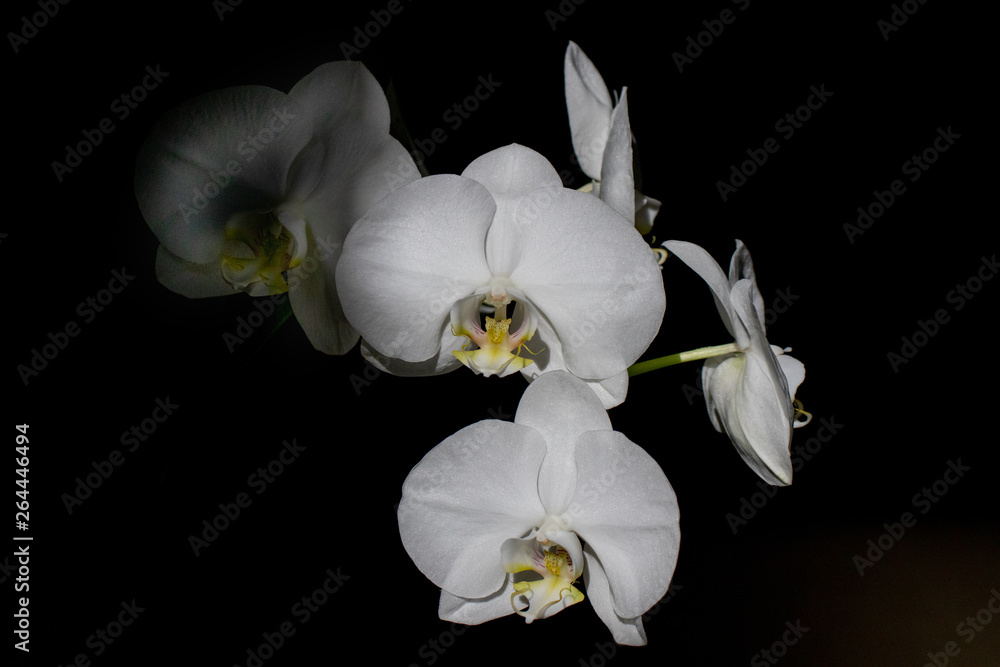 Fototapeta premium orchids isolated against a striking black background with caption space