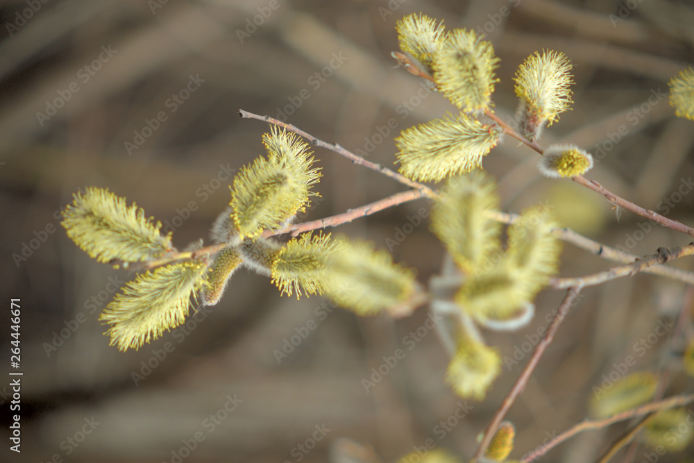 Blooming willow with yellow chickens on the branches Blooming willow with yellow chickens on the branches
