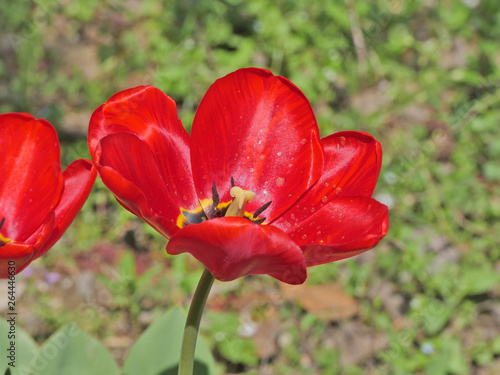 tulip in the garden  macro