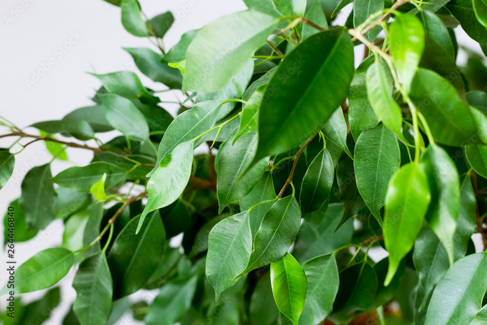 Obraz premium Ficus benjamin with fresh leaves on white background. Background with green leaves of a ficus.