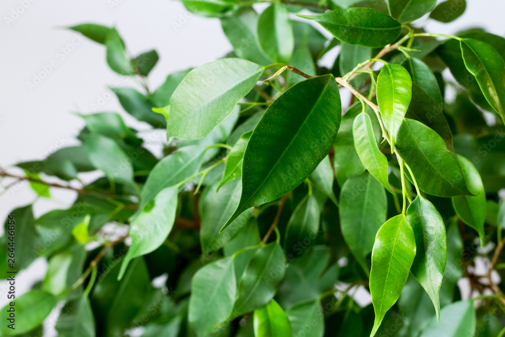 Ficus benjamin with fresh leaves on white background. Background with green leaves of a ficus. Ficus benjamin with fresh leaves on white background. Background with green leaves of a ficus.