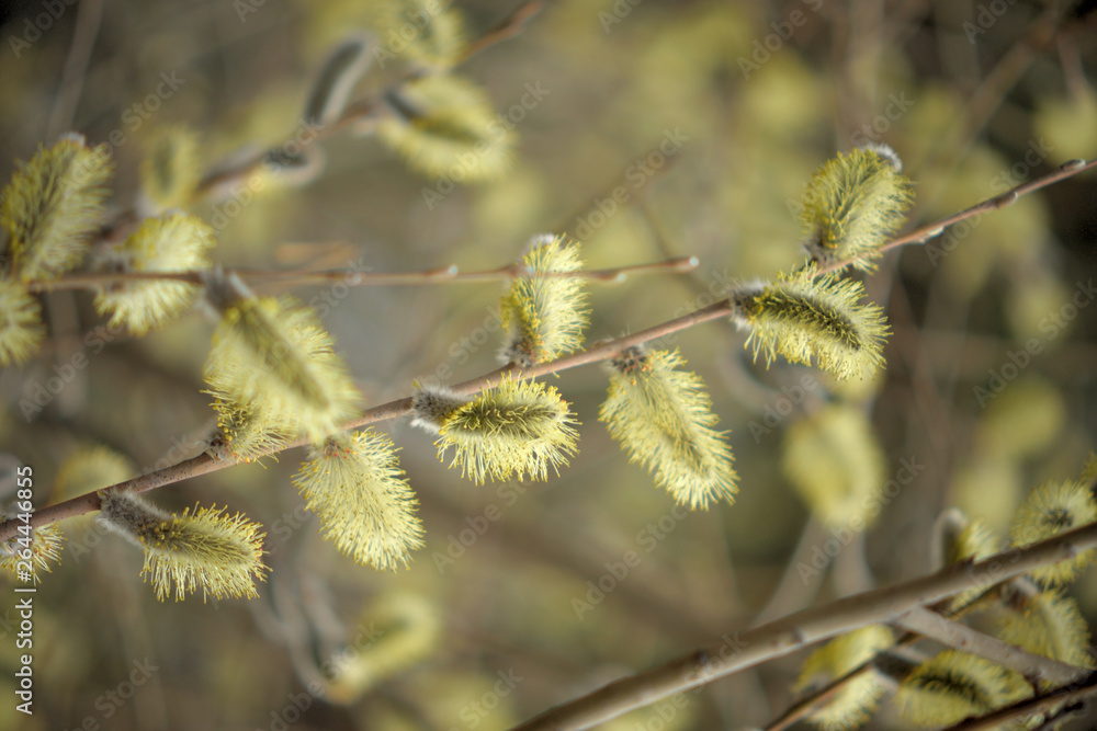 Blooming willow with yellow chickens on the branches Blooming willow with yellow chickens on the branches