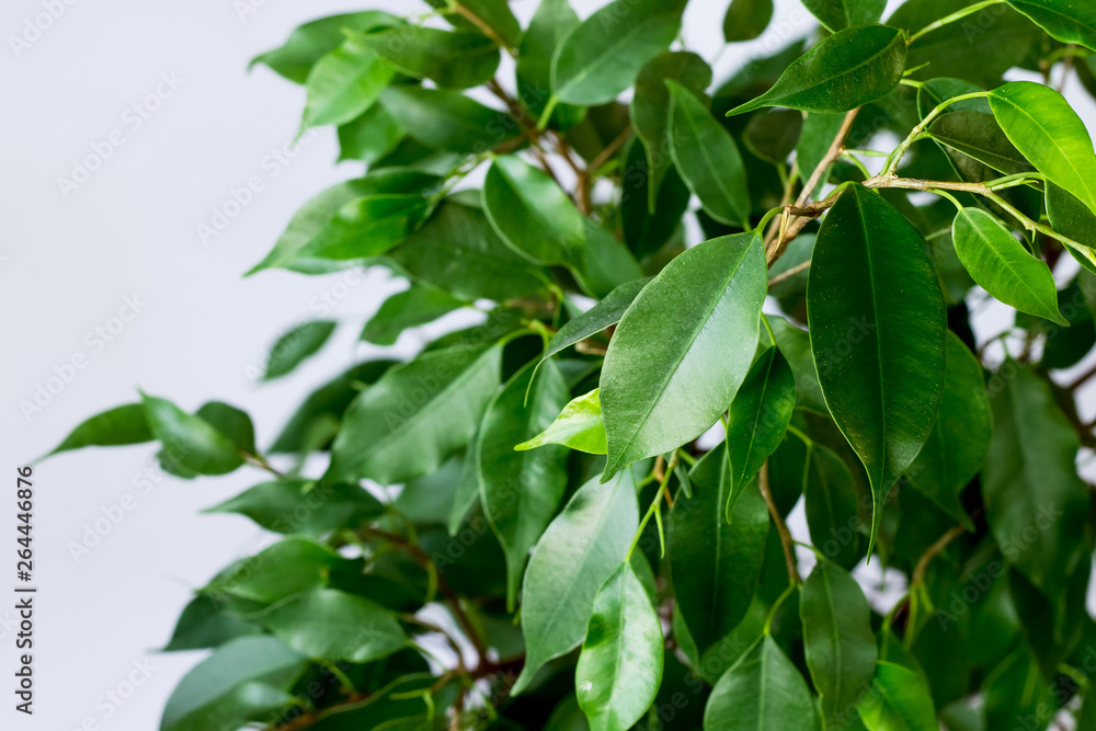 Ficus benjamin with fresh leaves on white background. Background with green leaves of a ficus. Ficus benjamin with fresh leaves on white background. Background with green leaves of a ficus.