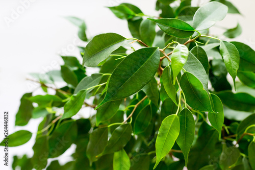 Φωτογραφία Ficus benjamin with fresh leaves on white background