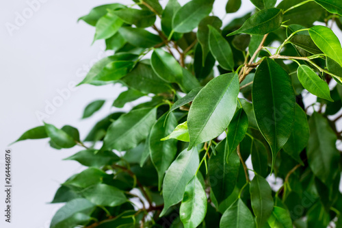 Ficus benjamin with fresh leaves on white background. Background with green leaves of a ficus. © Evgenia