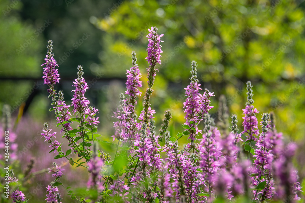 Obraz premium field of lavender flowers