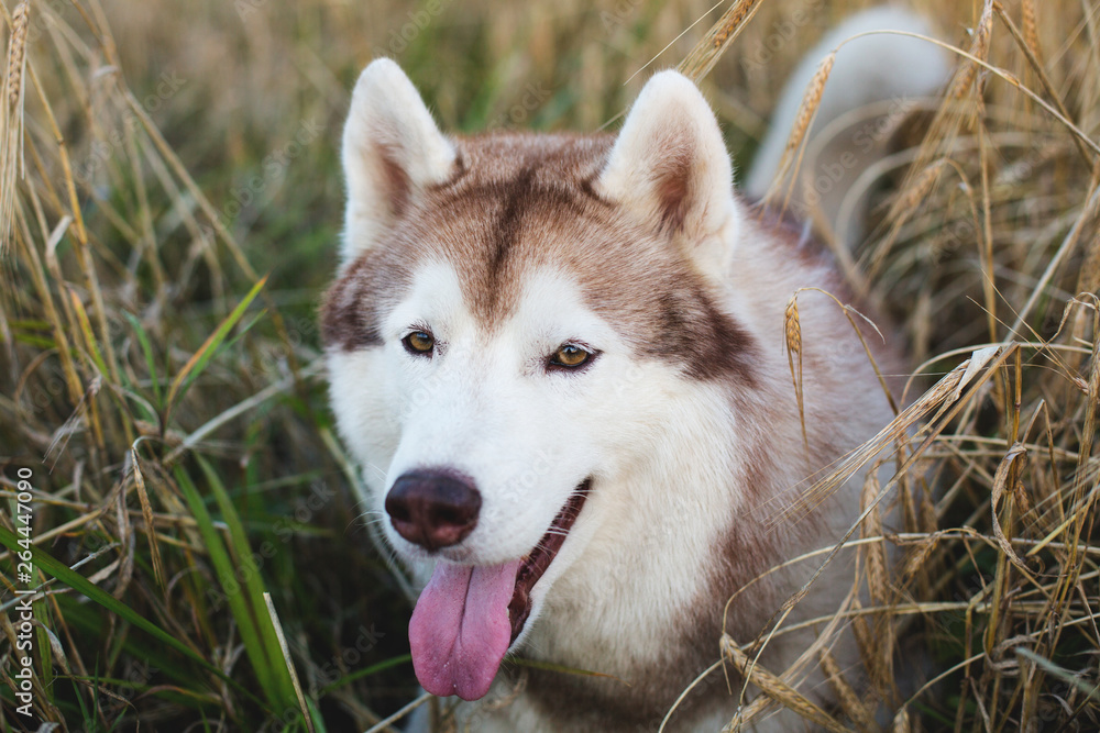 Obraz premium Beautiful and happy beige dog breed siberian husky with tonque hanging out lying in the bright rye field