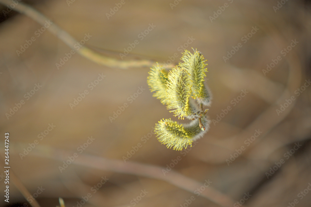 Fototapeta premium Blooming willow with yellow chickens on the branches