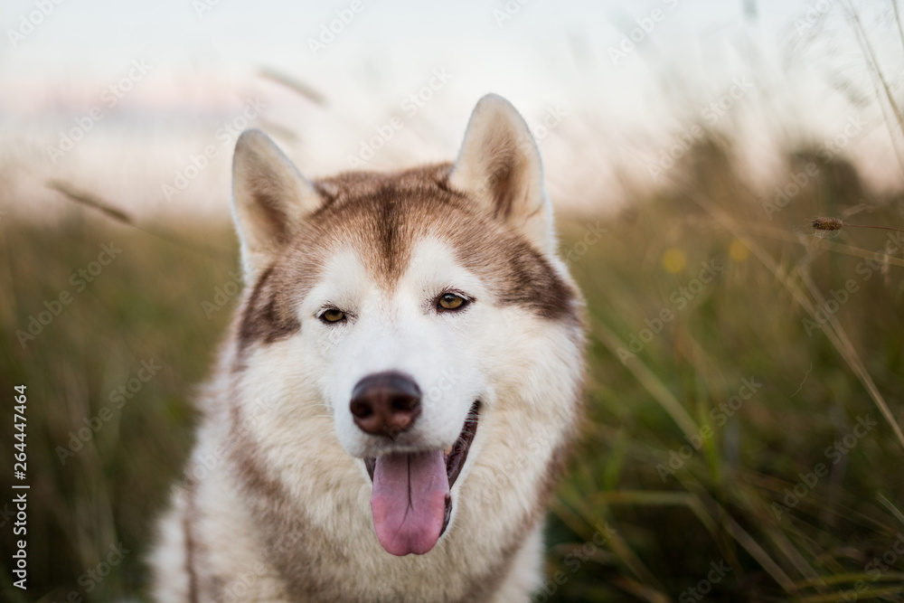 Close-up Portrait of happy and cute beige dog breed siberian husky with tonque hanging out sitting in the rye field