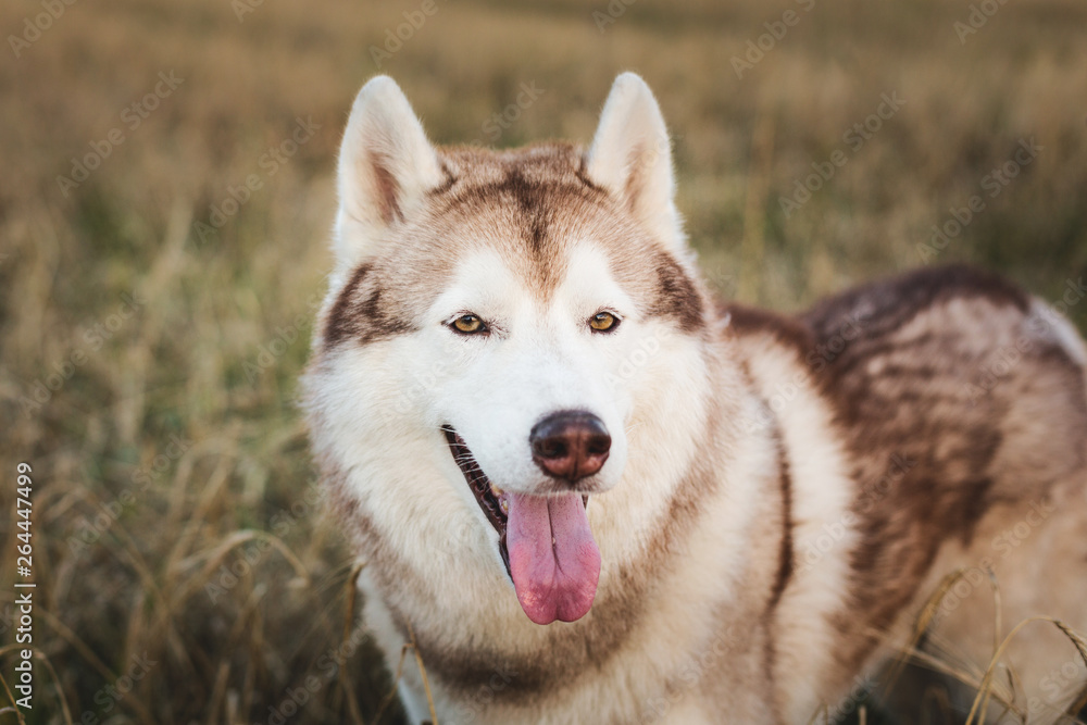 Close-up Portrait of happy beige dog breed siberian husky with tonque hanging out sitting in the bright rye field Close-up Portrait of happy beige dog breed siberian husky with tonque hanging out sitting in the bright rye field