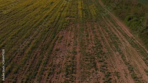 footage of rapeseed yellow field