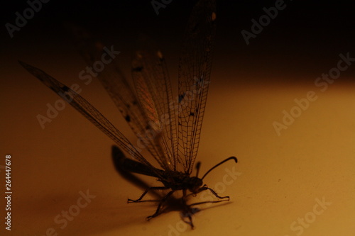 Dragonfly in the lamp light 