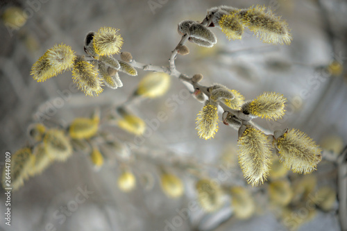 Blooming willow with yellow chickens on the branches