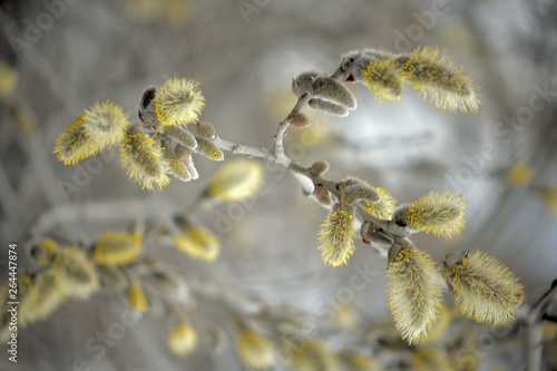 Blooming willow with yellow chickens on the branches
