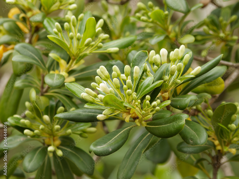 Le pittospore du japon ou arbre des hottentots ' Pittosporum tobira' Le pittospore du japon ou arbre des hottentots ' Pittosporum tobira'