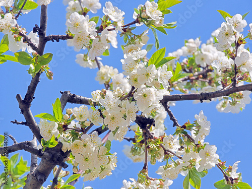 spring flowers on tree © aleksandar nakovski