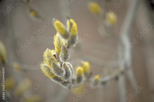 Blooming willow with yellow chickens on the branches
