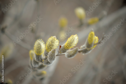 Blooming willow with yellow chickens on the branches