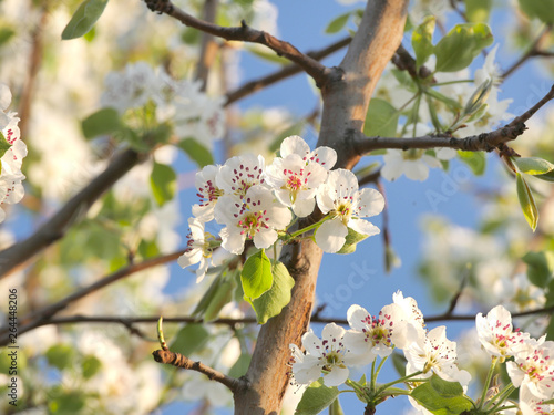 spring flowers on tree