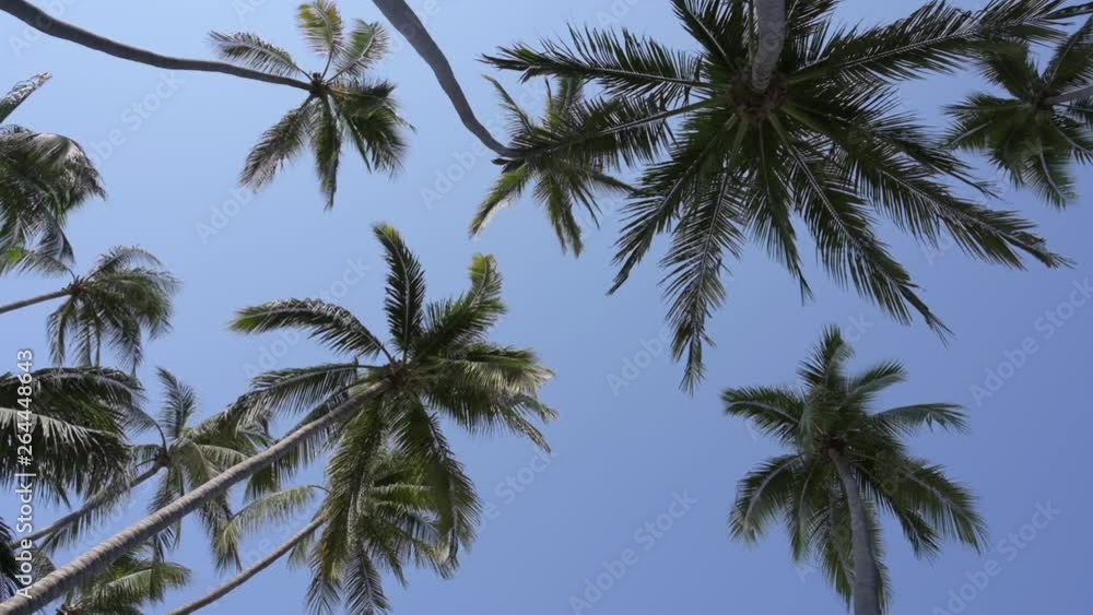 Standing under Palm trees moving in the wind under a clear sky, looking up. Standing under Palm trees moving in the wind under a clear sky, looking up.