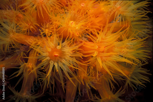 orange cup coral close up